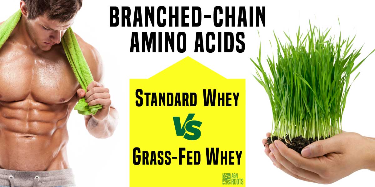 Why Does The Best Grassfed Whey Contain More BCAAs?