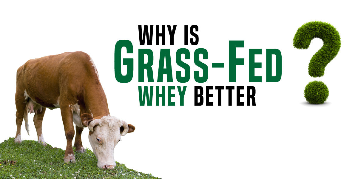 Grass-Fed Whey Protein - Explained