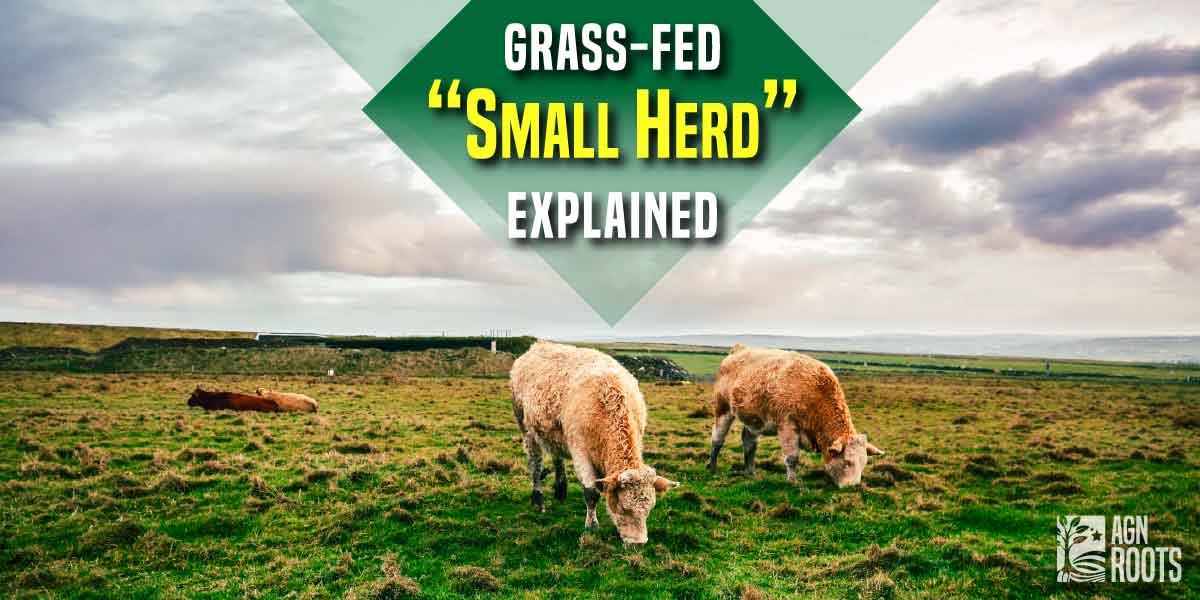 What Does "Small Herd" Mean & Why Does it Matter in Grassfed Whey Protein Isolate? AGN Roots Grass-Fed Whey is Sourced from farms with at most 100 cows (Average 80)
