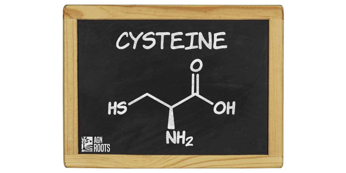 What Protein Powder Contains the Most Cysteine? AGN Roots Grass-fed Whey Protein Isolate