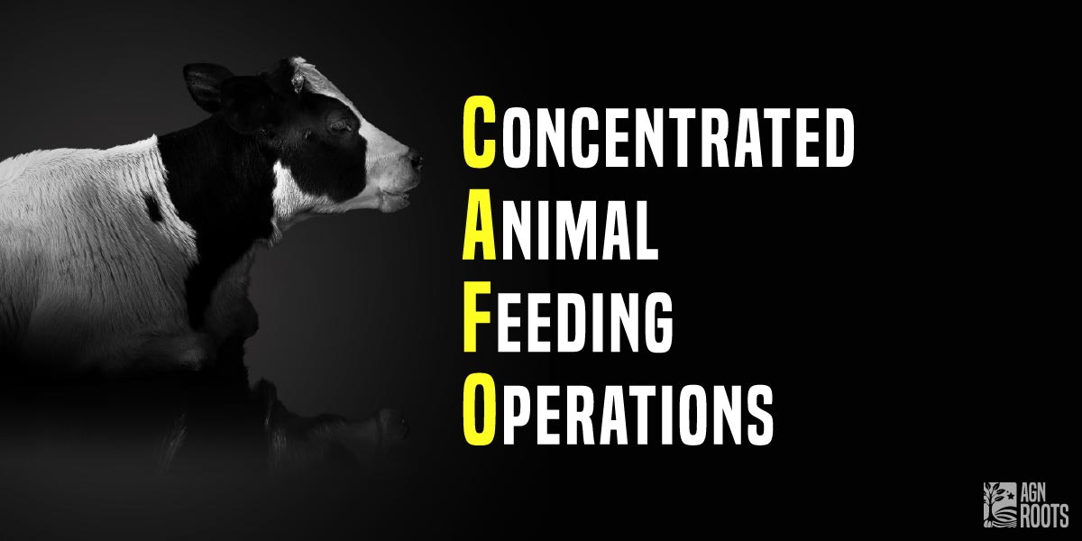 What is a CAFO?