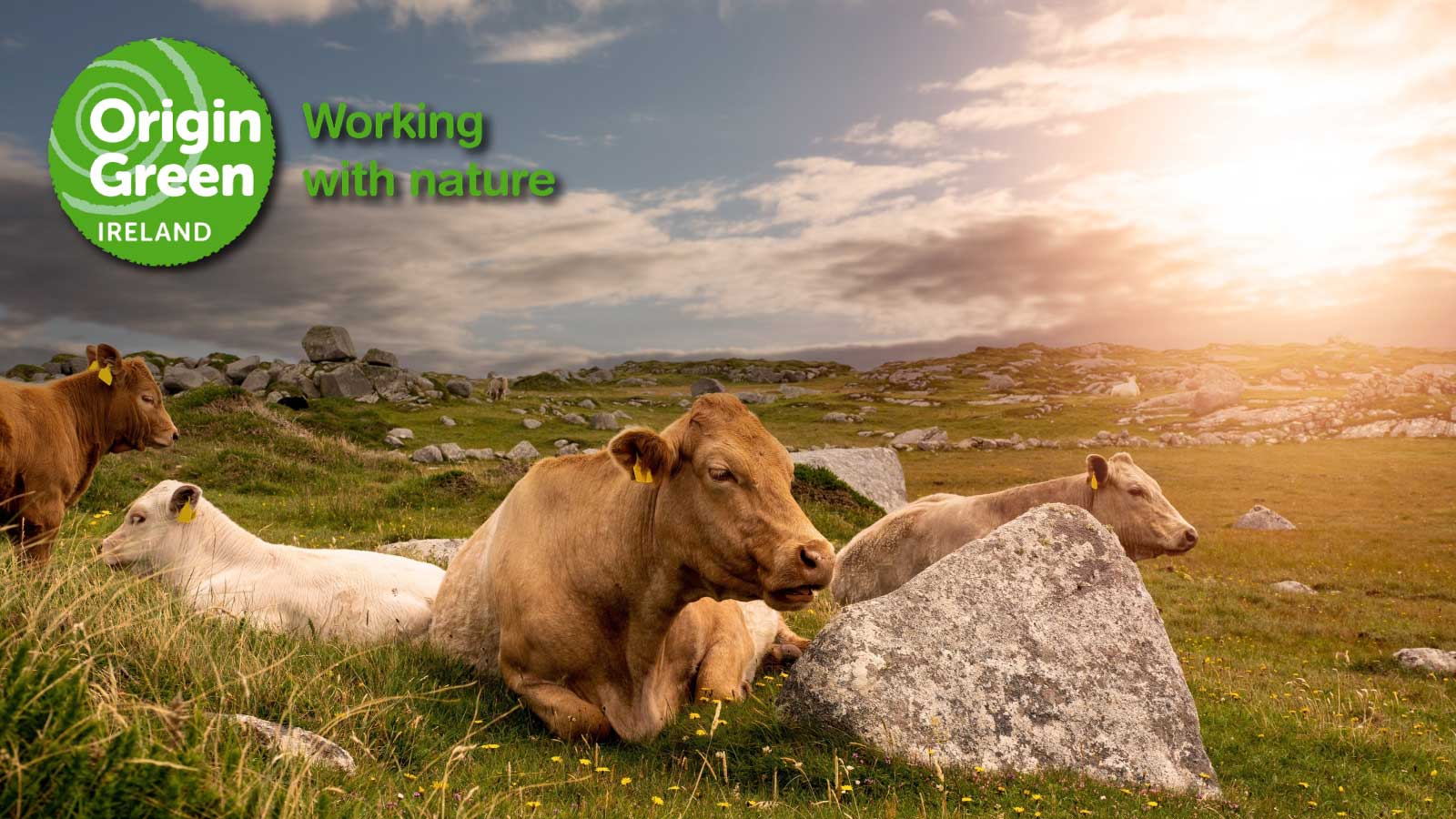 Promoting everything great about sustainable dairy in Ireland! by Origin Green